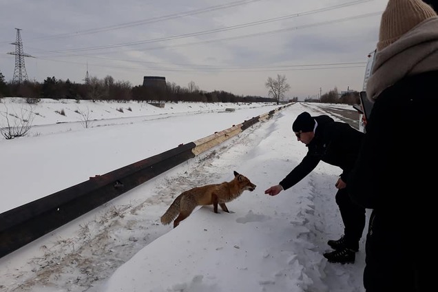 Тоже любит бутерброды: в Чернобыле встретили еще одного ручного лиса