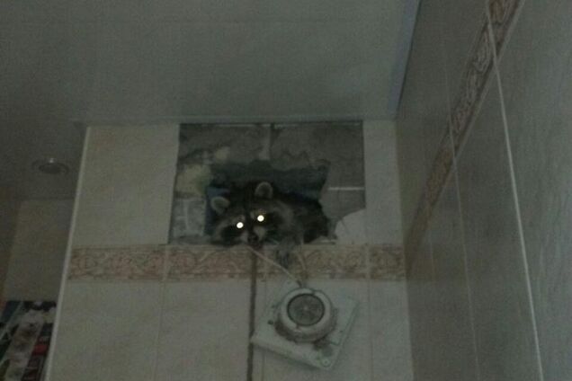 Застрял в вентиляции: в Киеве спасли енота