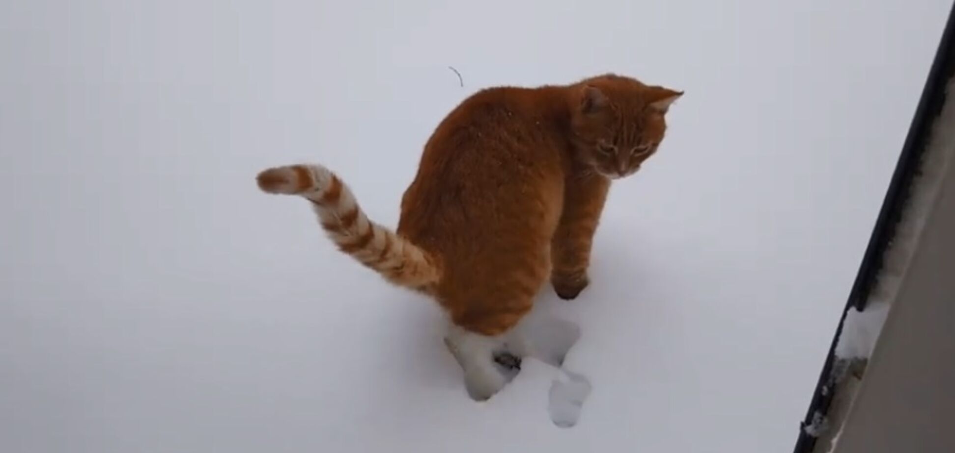 Пешком по сугробам: в Днепре возник снежный коллапс