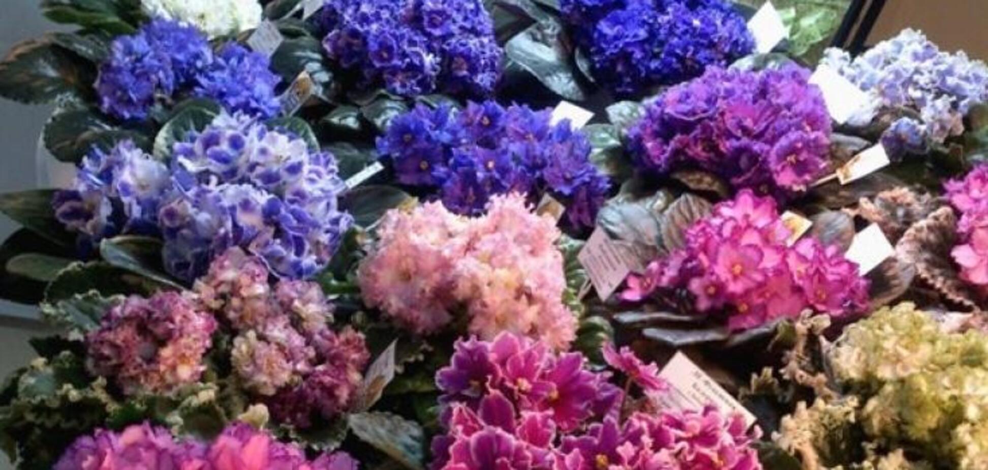 У Києві пройде виставка фіалок