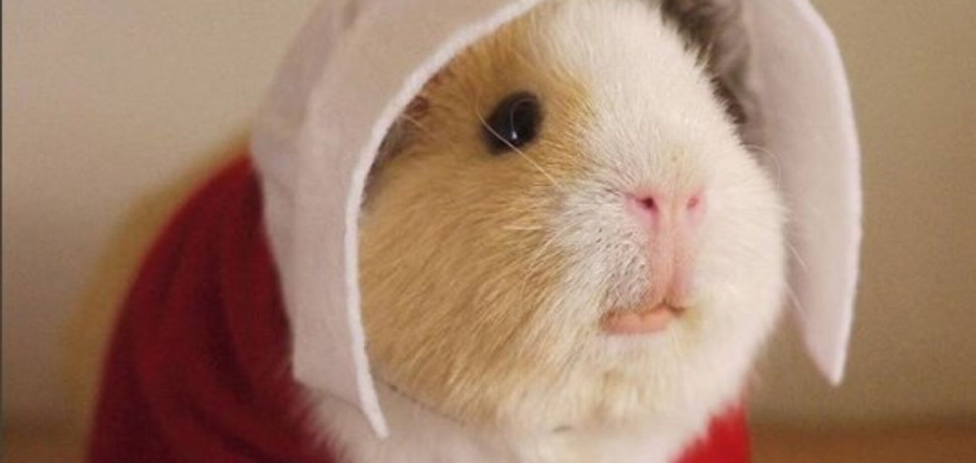 Морские свинки