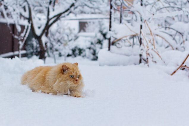 В апреле в Украине выпадет снег: озвучен прогноз синоптика