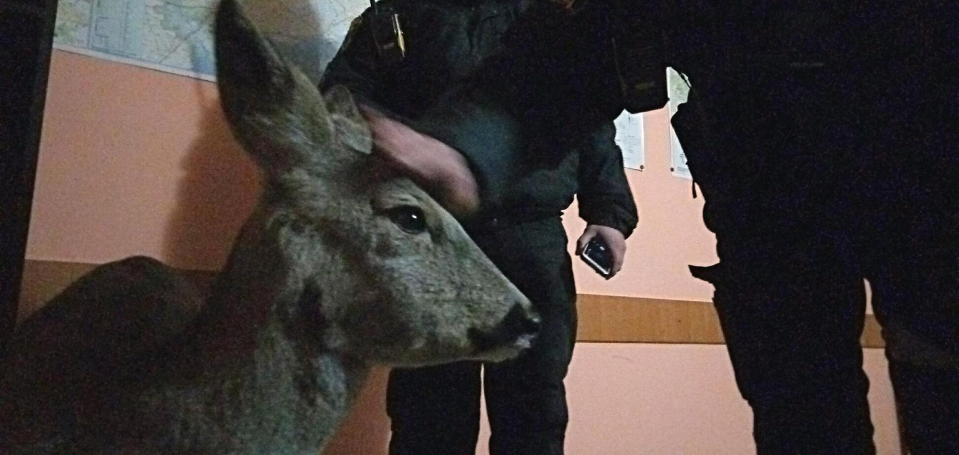 патрульні врятували виснаженого оленя