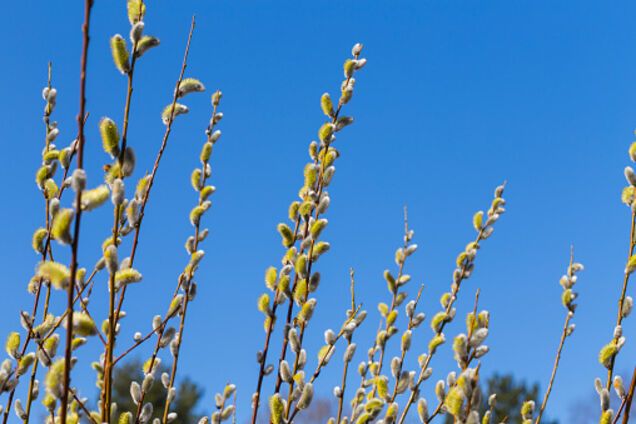 Последний зимний удар: синоптики уточнили прогноз погоды в Украине