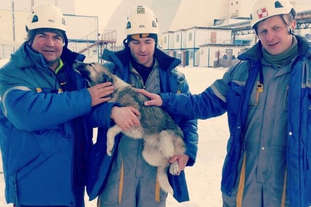 У Чорнобилі з даху саркофага врятували собаку