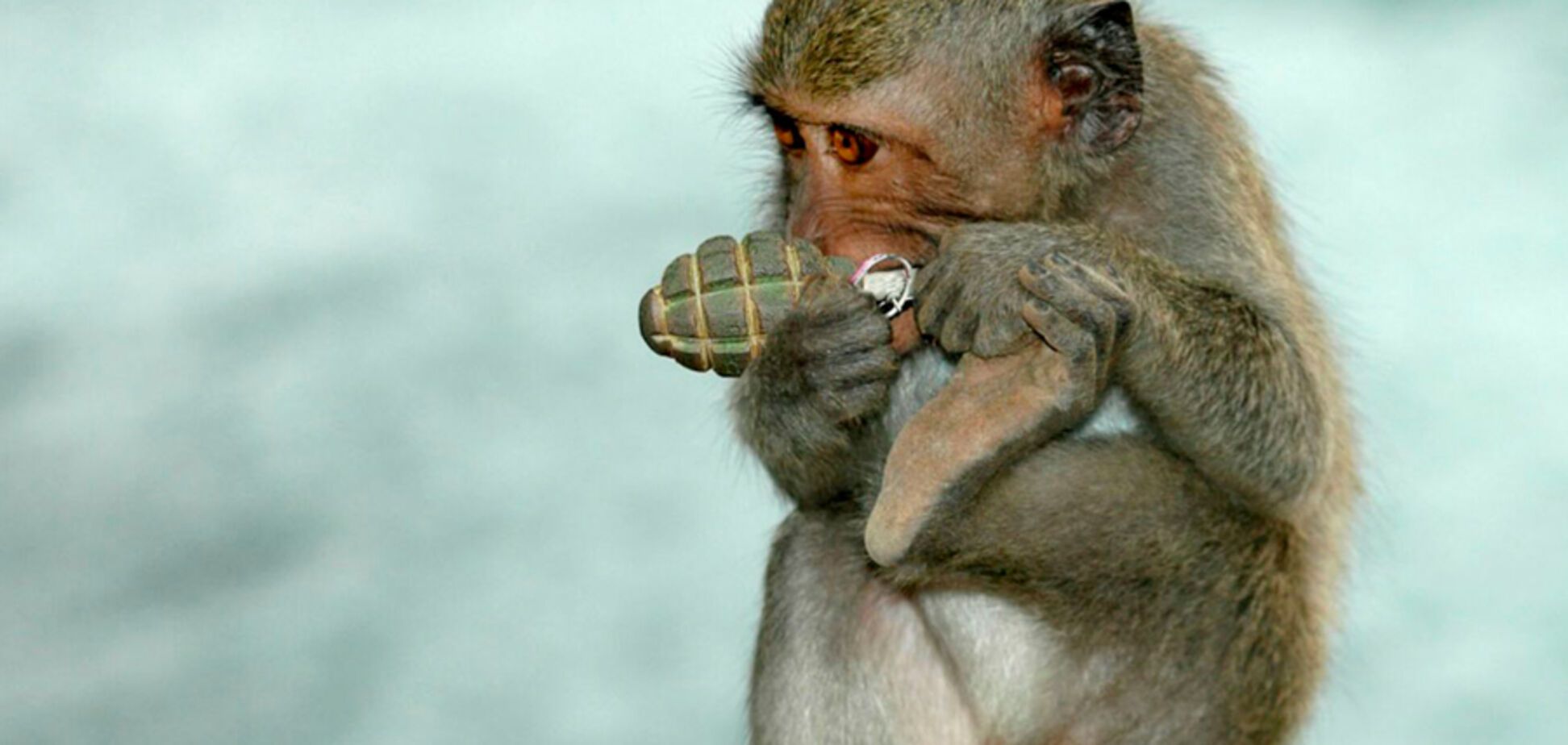 Белка-диверсант-банде*овка. Драма