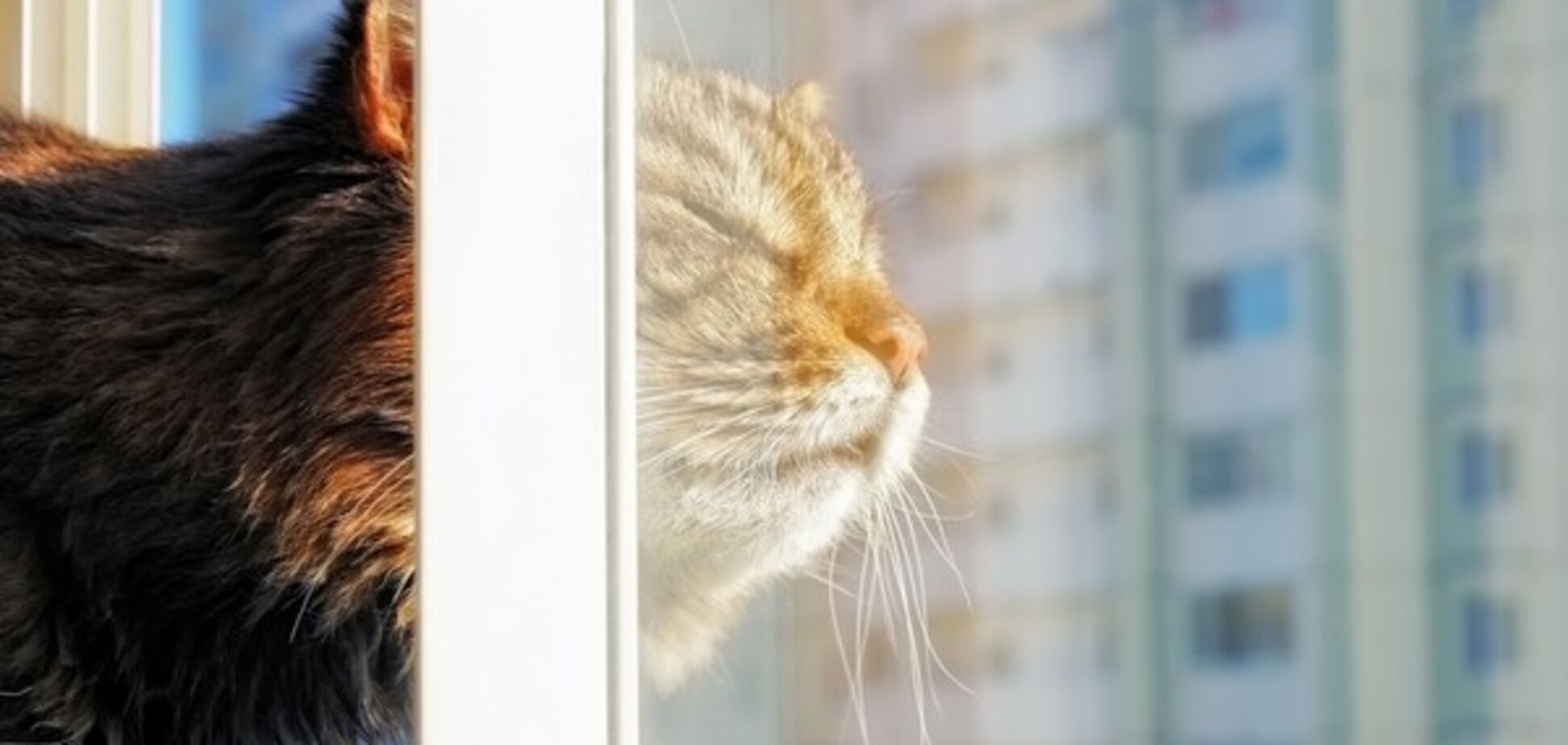 'Для настрою': синоптик розповіла, коли потеплішає в Києві