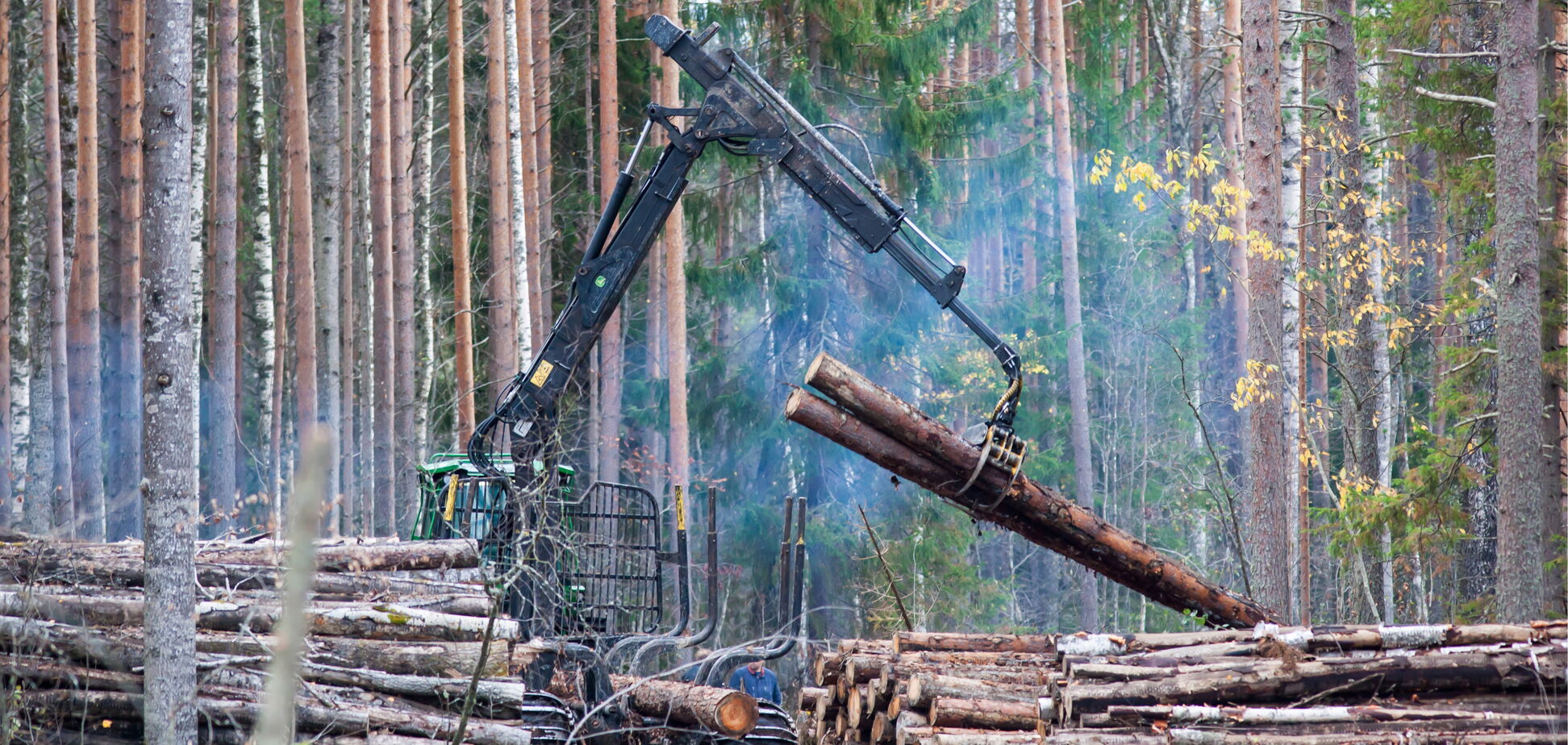 Рада сделала шаг к ужесточению наказания за незаконный вывоз леса-кругляка