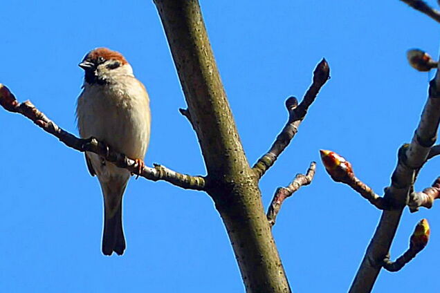 Еще немного поморозит: когда в Украину придет потепление