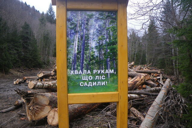 Вырубка леса в Карпатах: Украине предрекли экокатастрофу