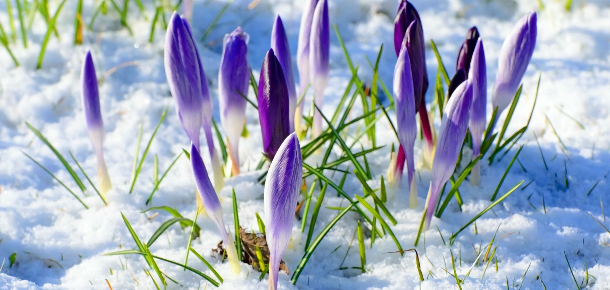 Погода в квітні: що про 'сніжний прогноз' думає Кульбіда