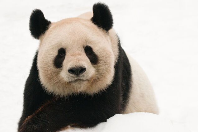 У Києві пройде концерт, присвячений нашій планеті