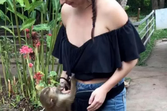 Раздевающая девушку обезьянка