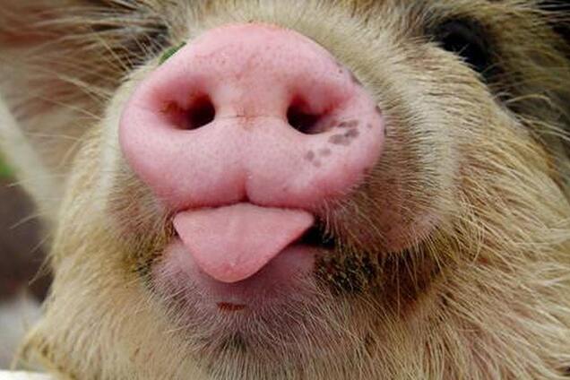 Хитрая Свыня попа Дрочки