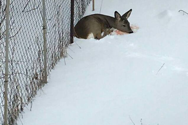 Під Києвом волонтери врятували пораненого оленя