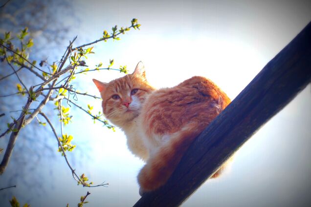 Весна тепло погода