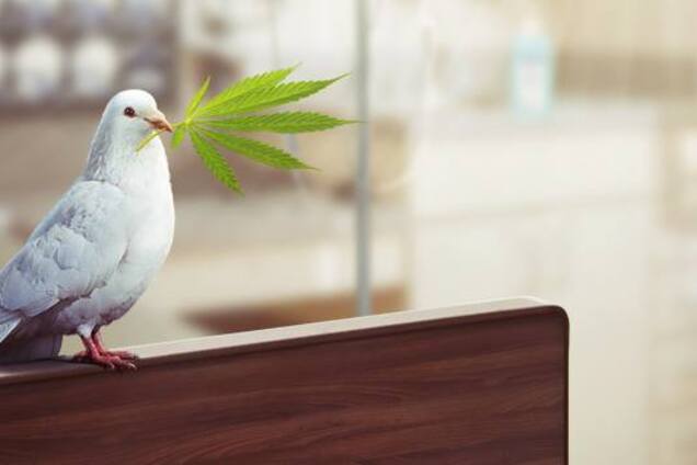 Міжнародна канабіс-конференція