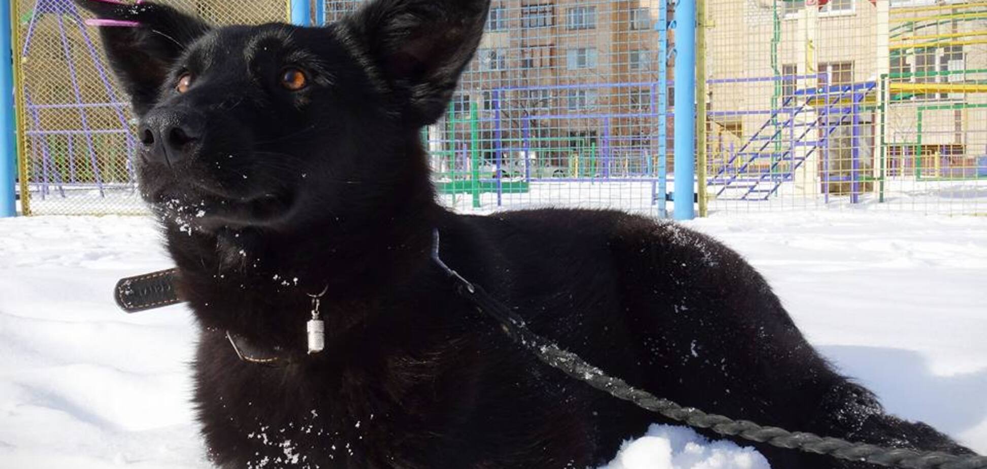 'Вона врятувала життя': історія про хоробрість собаки в Києві розчулила мережу
