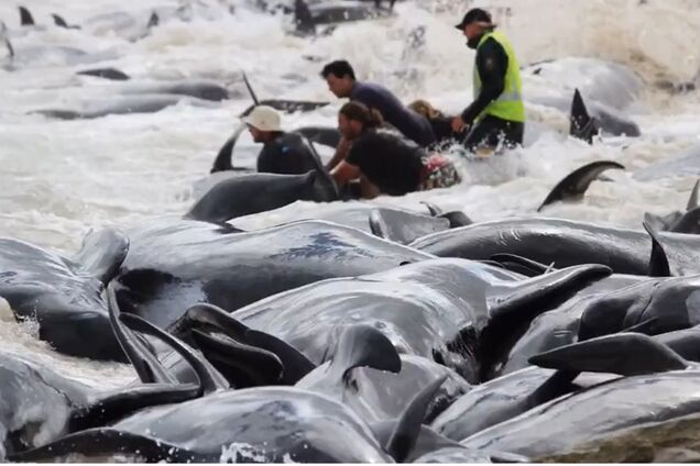 В Австралії на берег викинулися понад сотню дельфінів: шокуючі фото