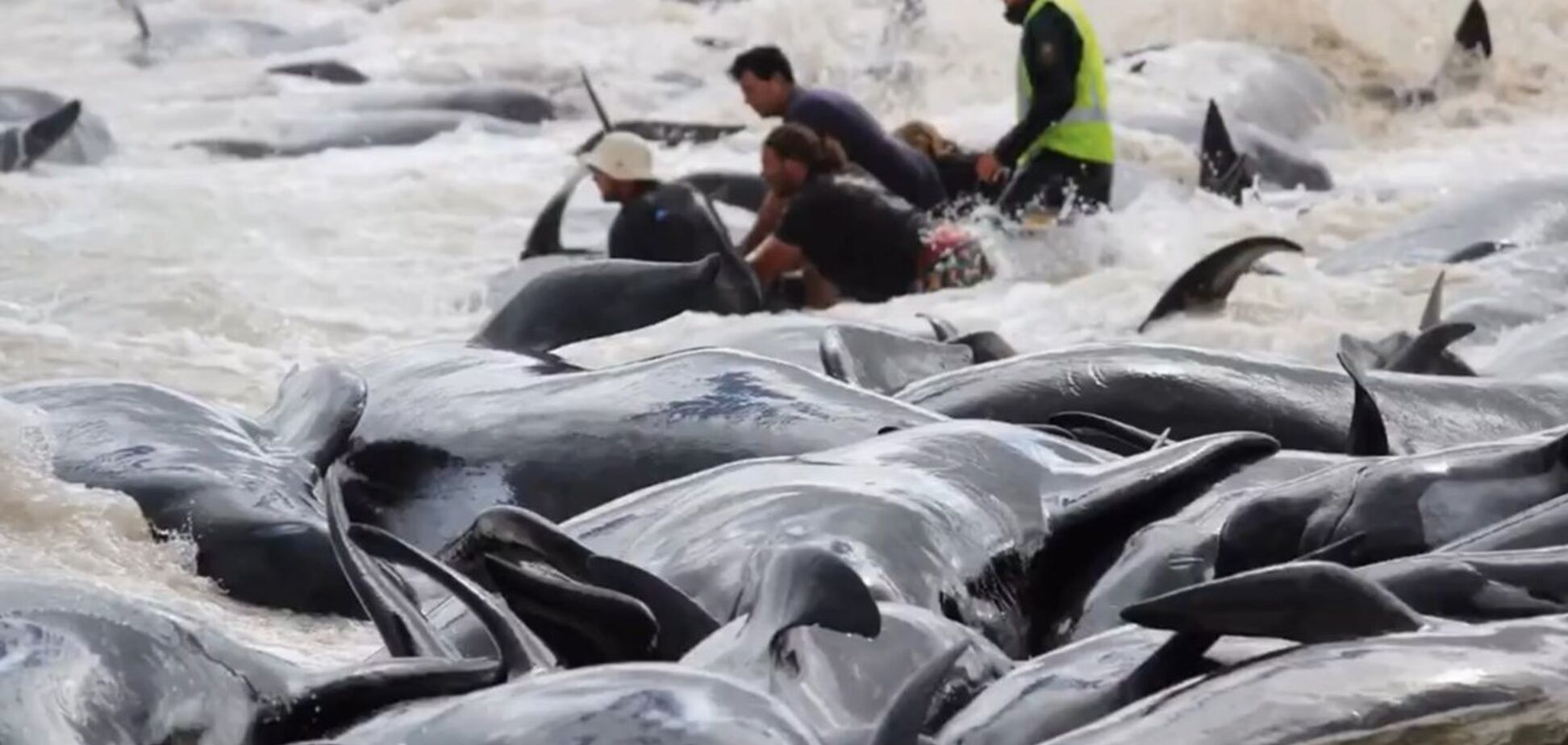 В Австралії на берег викинулися понад сотню дельфінів: шокуючі фото
