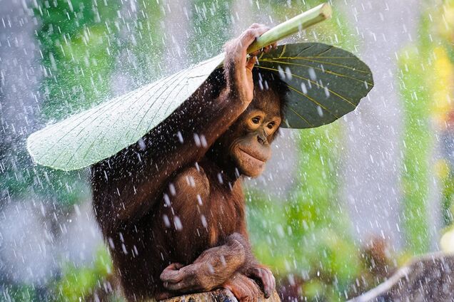 Факты и мифы о погоде: тест ко Дню метеоролога