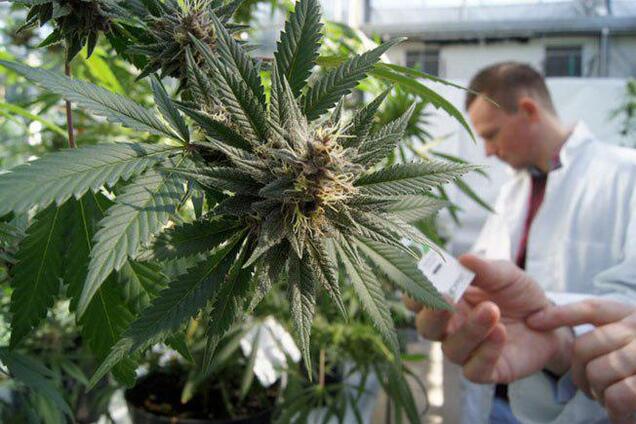 У Харкові зберуться поціновувачі канабісу