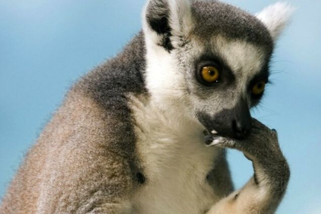 Билися і стріляли: на Донбасі сталася НП на виставці лемурів