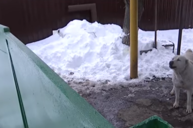 Держит в страхе поселок: живодер устроил тир из своего двора на Днепропетровщине