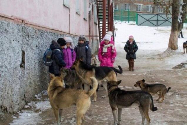 В Одесской области стая злых псов разорвала 6-летнюю школьницу