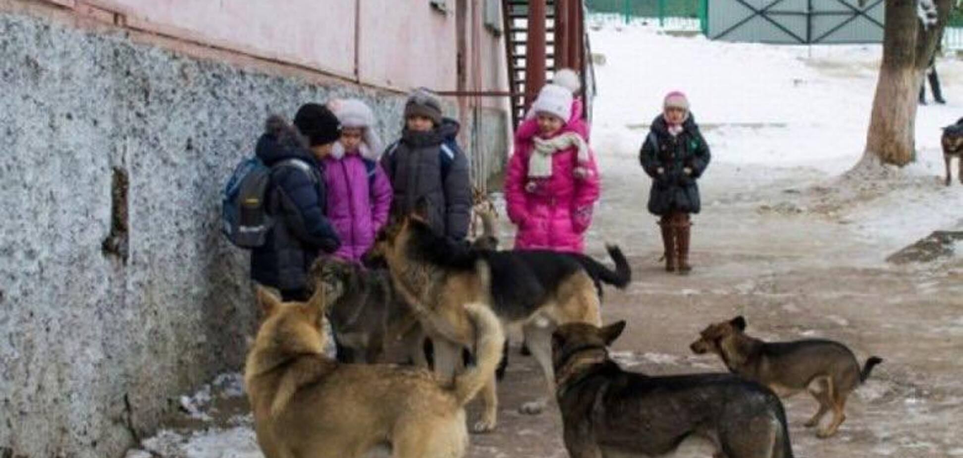 В Одеській області зграя злих псів розірвала 6-річну школярку