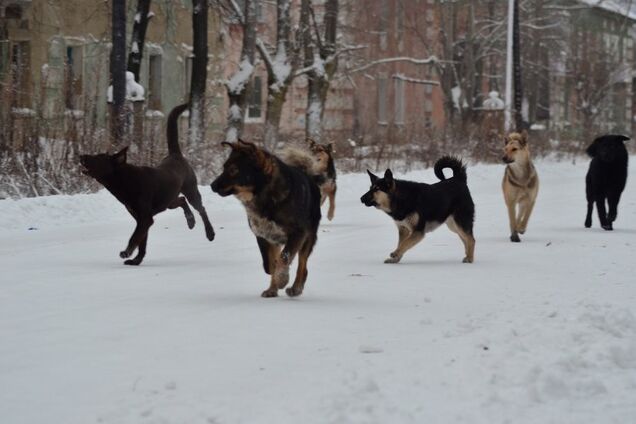 Стая диких собак напала на 6-летнюю школьницу: на ЧП отреагировали в Раде