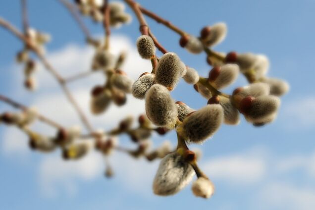 Вербное воскресенье-2018: поздравления, стихи и открытки