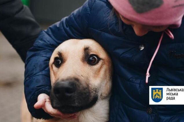У Києві з'являться опікуни бездомних тварин