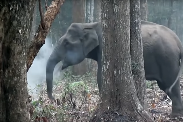 "Курящий" слон шокировал ученых: опубликовано видео