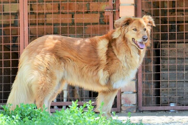 Друг недели: 5 собак Днепра, которые ищут дом