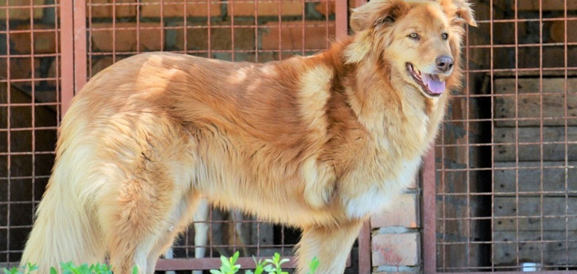 Друг недели: 5 собак Днепра, которые ищут дом