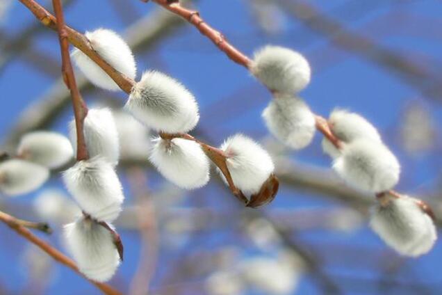 Прогноз погоды на Вербное воскресенье в Украине