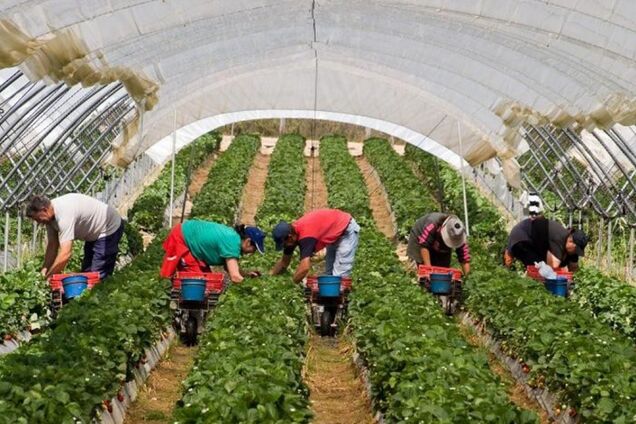 Больше, чем МВФ: назван вклад заробитчан в экономику Украины