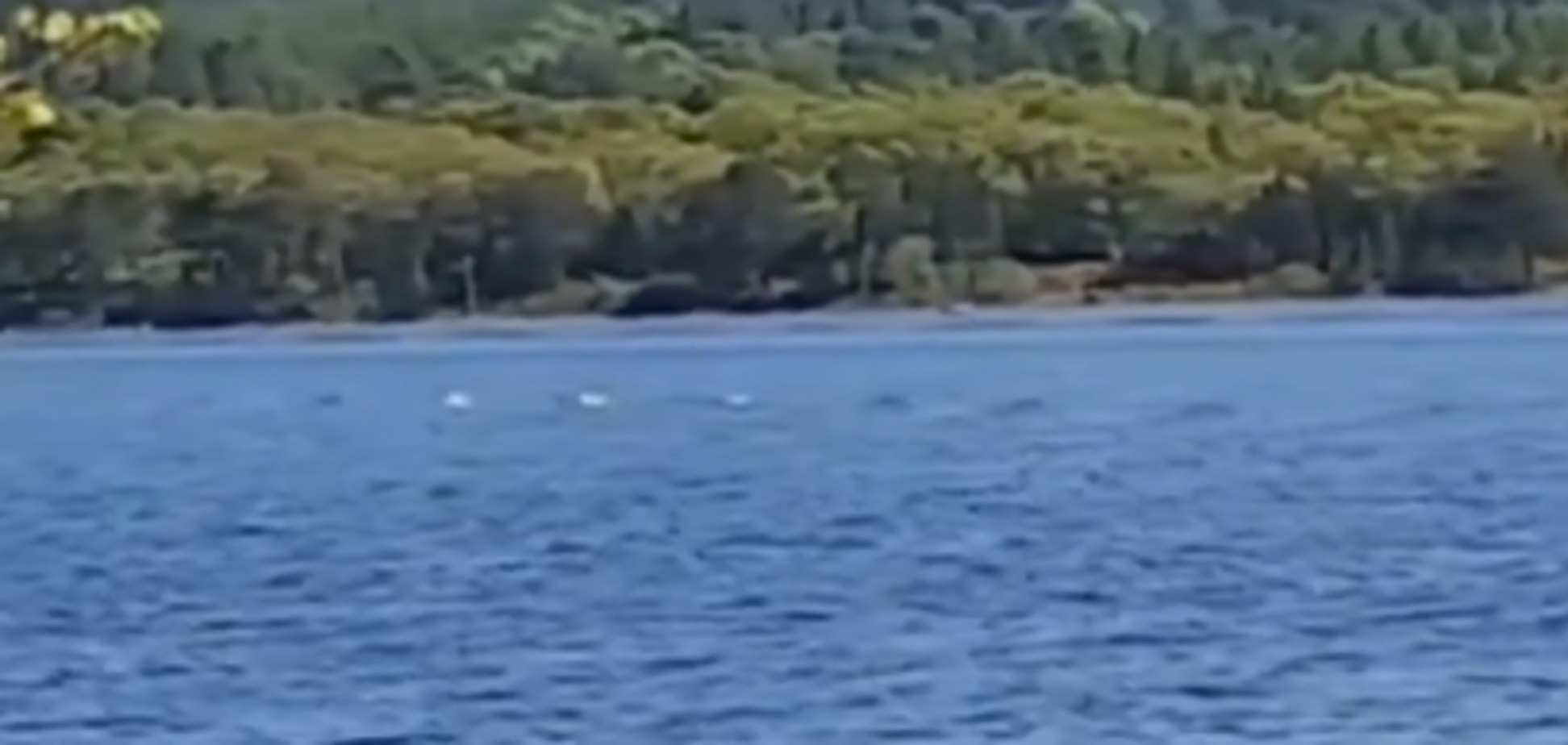 Лох-несское чудовище