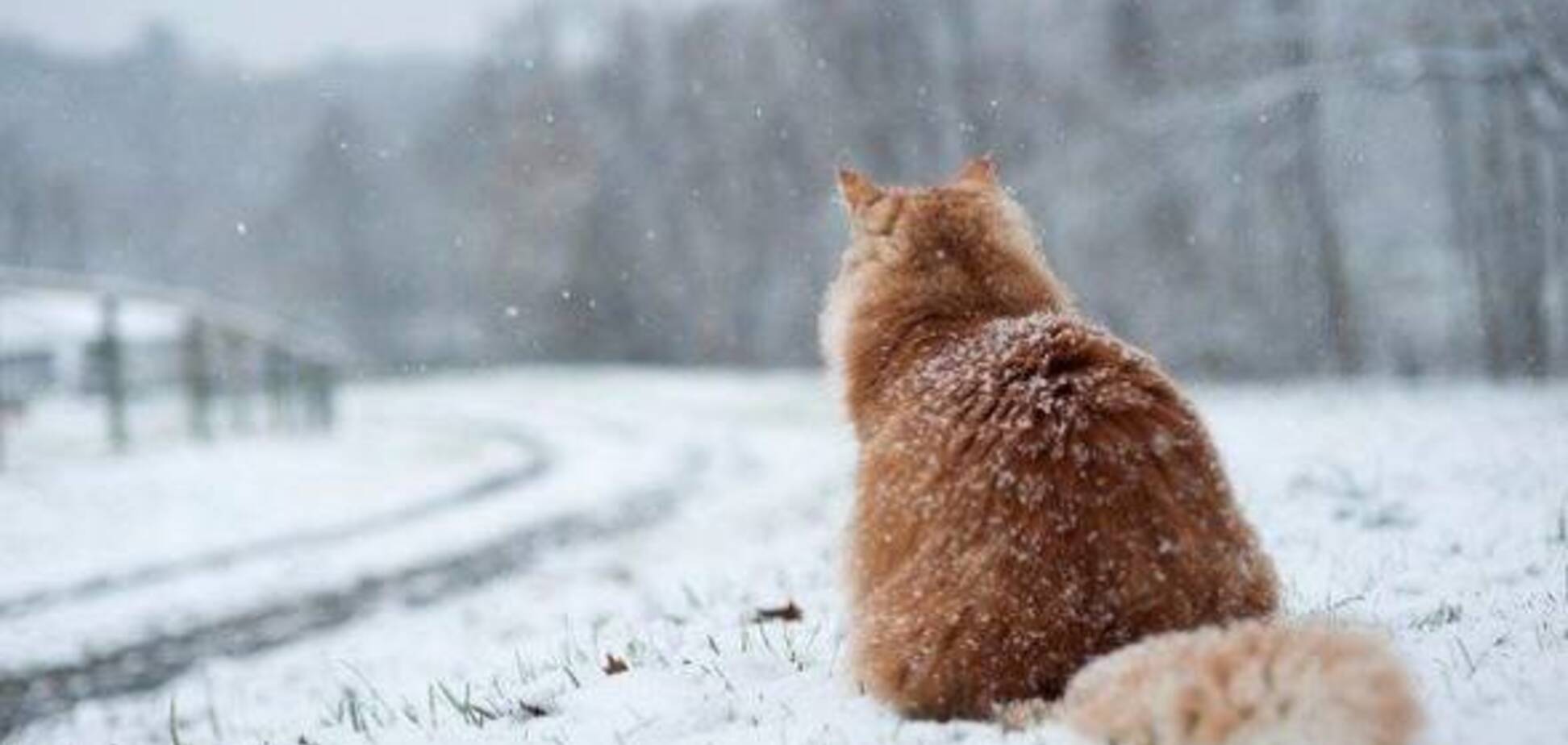 Мороз в Украине