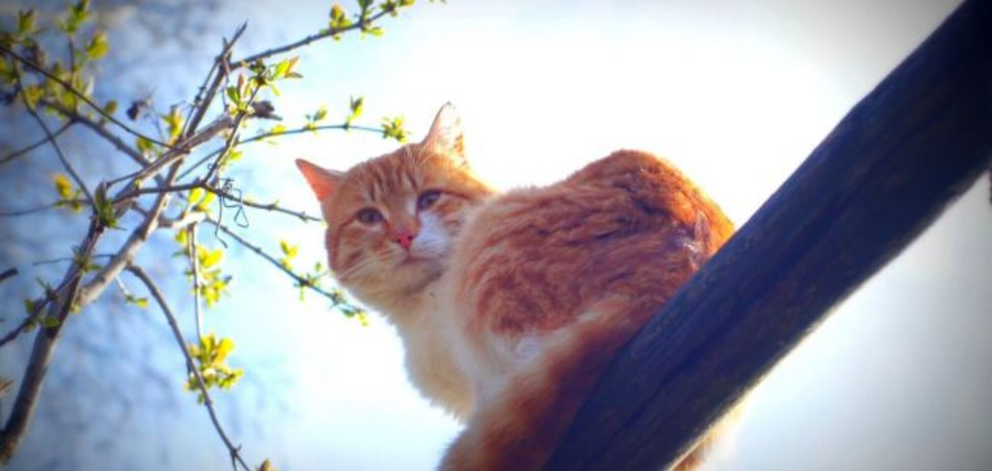 Синоптики уточнили прогноз погоди в Україні