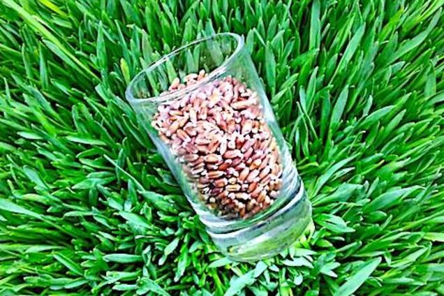 Киянам пропонують обмінятися рідкісним насінням