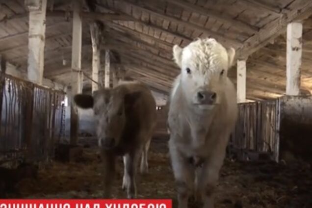 Животные голод