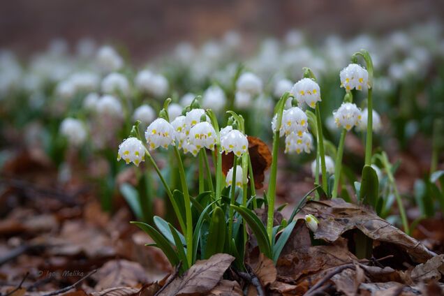 Операция 'Первоцвет' в Киеве: названы суммы штрафов
