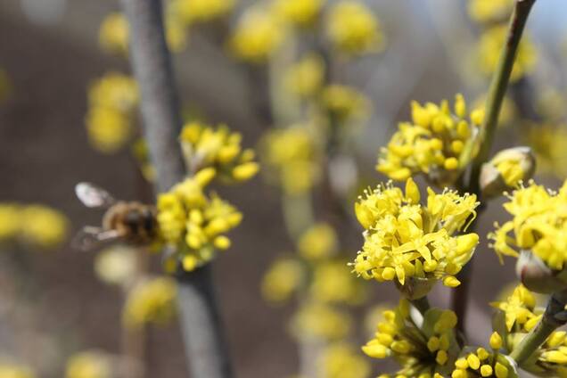 На Запорожье зацвел крупнейший в Европе кизиловый сад
