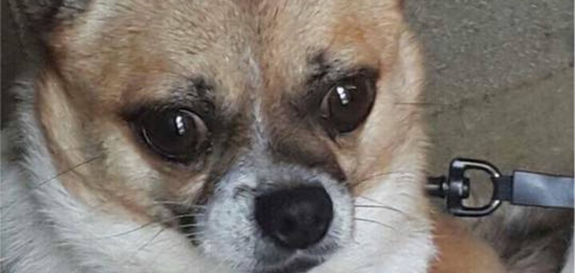 'Берегите детей!' В Киеве мужчина выкинул с девятого этажа собаку