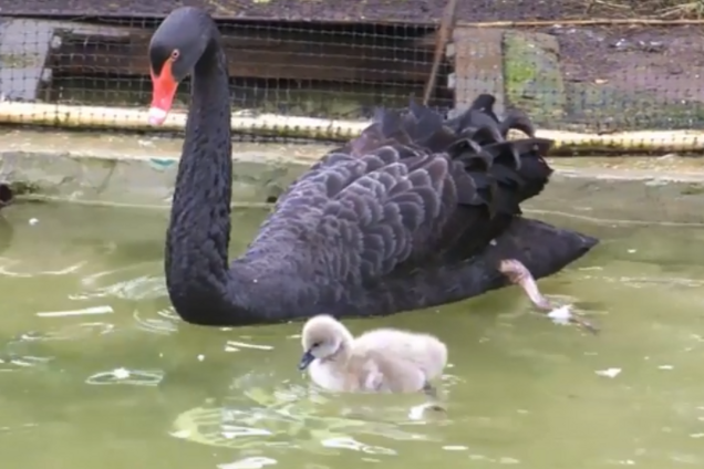 У київському зоопарку у чорних лебедів з'явилося поповнення