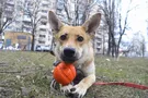 Друг недели: 7 собак Киева, которые ищут дом