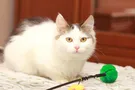 Друг недели: 5 котов и кошек Днепра, которые ищут дом