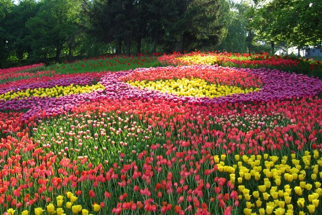 В Киеве пройдет большая выставка тюльпанов 